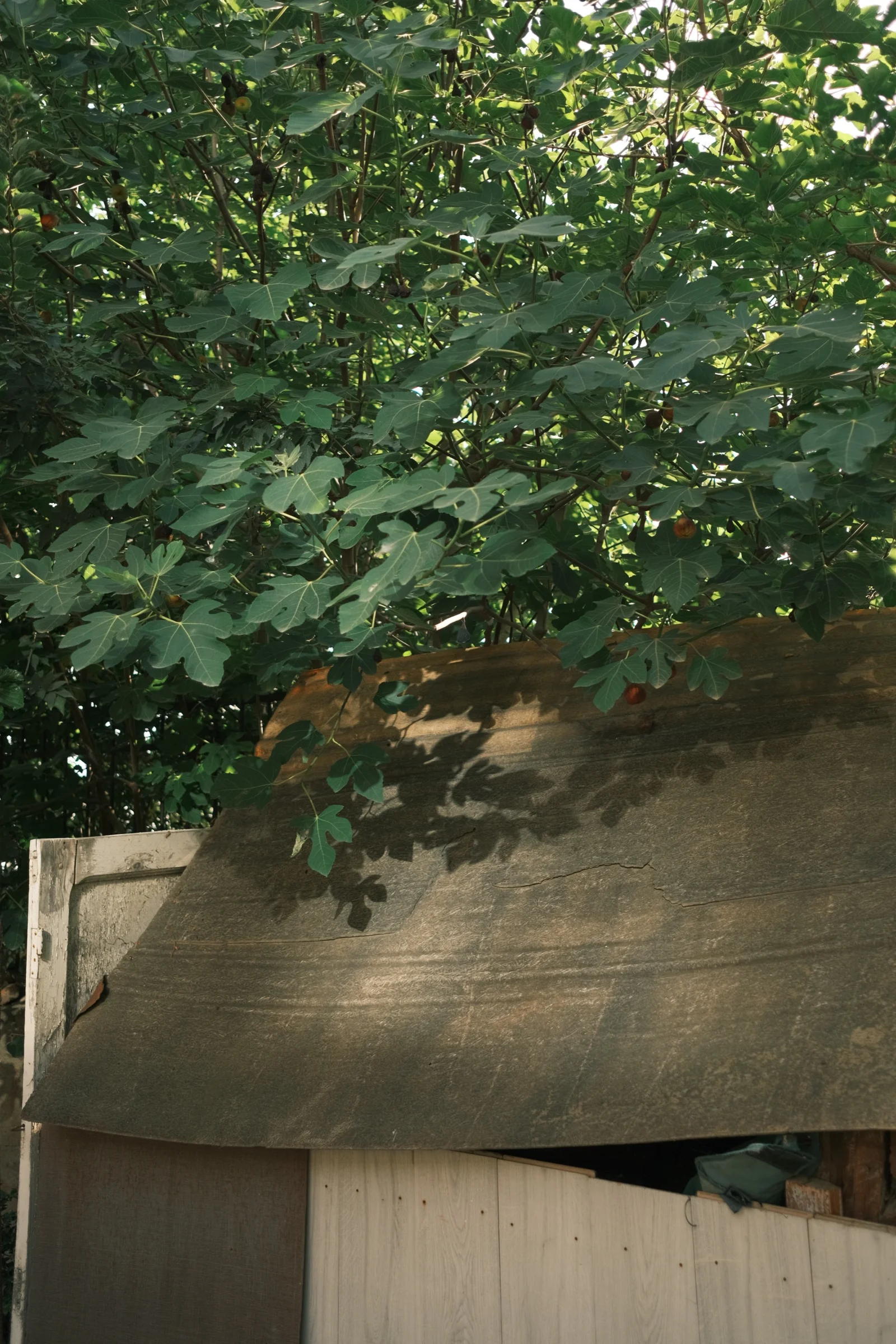 A fig tree growing hard against a sheet of corrugated metal, its branches pressed flat along the surface.