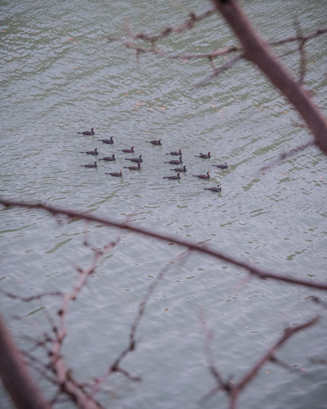 A raft of cormorants gathered close together on rippled grey-green water at dusk, seen through the bare branches of a tree in the foreground.
